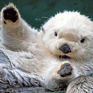 Meet your Posher, Lilly